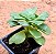 Aeonium Lily Pad - Imagem 4