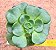 Aeonium Lily Pad - Imagem 1