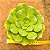 Aeonium Lily Pad - Imagem 1