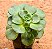 Aeonium Lily Pad - Imagem 2