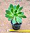 Aeonium Percarneum - Imagem 2
