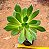 Aeonium Percarneum - Imagem 1