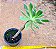 Aeonium Percarneum - Imagem 3