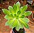 Aeonium Percarneum - Imagem 4