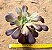 Aeonium Zwartkop - Imagem 2