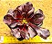Aeonium Zwartkop - Imagem 1