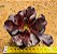 Aeonium Zwartkop - Imagem 2