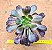 Aeonium Zwartkop - Imagem 1
