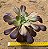 Aeonium Zwartkop - Imagem 3