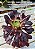 Aeonium Zwartkop - Imagem 6