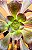 Aeonium Zwartkop - Imagem 3
