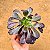 Aeonium Zwartkop - Imagem 4