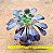 Aeonium Zwartkop - Imagem 2