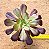Aeonium Zwartkop - Imagem 1