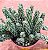 Peperomia Columella - Imagem 3