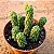 Peperomia Columella - Imagem 1