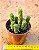 Peperomia Columella - Imagem 3