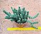Peperomia Columella - Imagem 1