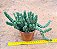 Peperomia Columella - Imagem 6