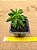 Peperomia dolabriformes - Imagem 2