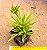 Peperomia Ferreraye - Imagem 1