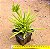 Peperomia Ferreraye - Imagem 2