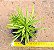 Peperomia Ferreraye - Imagem 3