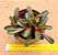 Peperomia Graveolens - Imagem 2