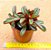 Peperomia Graveolens - Imagem 3