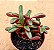 Peperomia Graveolens - Imagem 1