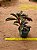 Peperomia Graveolens - Imagem 5