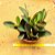 Peperomia obtusifolia - marron - Imagem 4