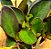 Peperomia obtusifolia - marron - Imagem 3
