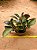 Peperomia obtusifolia - marron - Imagem 1