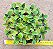 Pilea Involucrata Sims - planta da amizade - Imagem 1