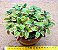 Pilea Involucrata Sims - planta da amizade - Imagem 2