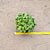 Pilea Involucrata Sims - planta da amizade - Imagem 3