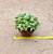 Pilea Involucrata Sims - planta da amizade - Imagem 4