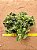 Pilea Involucrata Sims - planta da amizade - Imagem 6