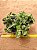 Pilea Involucrata Sims - planta da amizade - Imagem 5