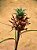 Bromelia - Mini abacaxi ornamental - Imagem 2
