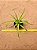Bromelia - Mini abacaxi ornamental - Imagem 1