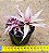 Bromelia Cryptanthus bivittatus - pink - Imagem 2