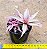 Bromelia Cryptanthus bivittatus - pink - Imagem 3