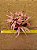 Bromelia Cryptanthus bivittatus - pink - Imagem 1