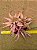 Bromelia Cryptanthus bivittatus - pink - Imagem 2