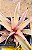 Bromelia Cryptanthus bivittatus - pink - Imagem 3