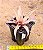 Bromelia Cryptanthus bivittatus - pink - Imagem 2