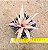 Bromelia Cryptanthus bivittatus - pink - Imagem 1