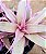 Bromelia Cryptanthus bivittatus - pink - Imagem 4